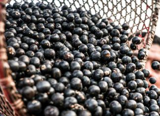 China facilita exportação de polpas e frutas congeladas brasileiras