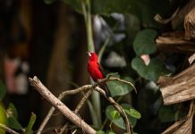 Amazonas e Brasil, uma independência ainda em construção