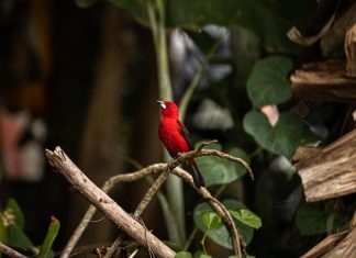Amazonas e Brasil, uma independência ainda em construção