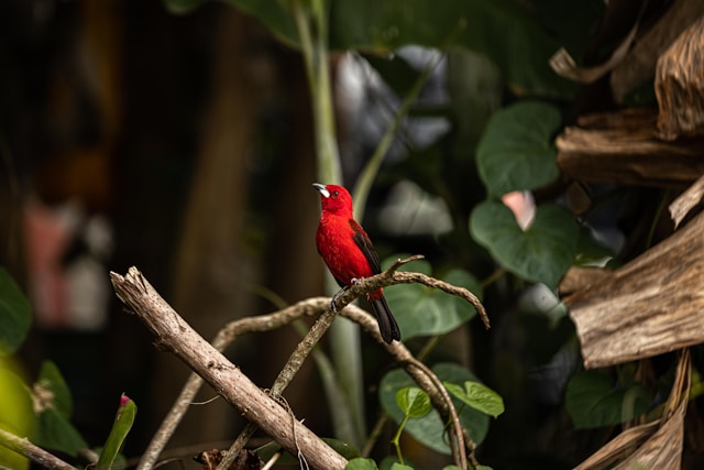 danilo-alvesd-bOWm2HKtWEw-unsplash